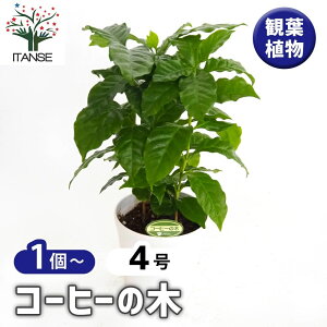 【マラソン期間★ポイント5倍】 コーヒーの木 【 観葉植物 4号 】 果樹の苗 果樹の苗木 コーヒー 珈琲 観葉植物