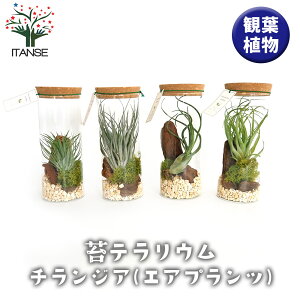 yz ۃeE `WAV[Yy ϗtA z  IV  ӏ Ϗ ReiK[f CeA CeAO[ ItBX rO