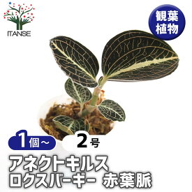 【送料無料】 アネクトキルス ロクスバーギー 赤葉脈 【 観葉植物 2号 】 ジュエルオーキッド 宝石蘭 水草 リビングやオフィス向きサイズ 送料無料 即納