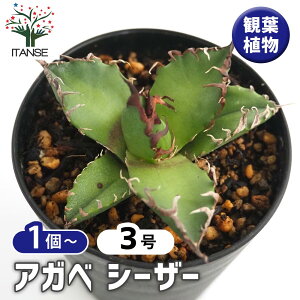 yz AKx V[U[ y ϗtA 3 z rO ItBX  CeA ^  IV Ă₷ j j