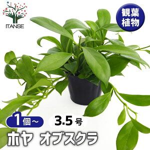 yz z IuXN y ϗtA 3.5 z TN bNXvg bNXt[ K[fjO ӏ ͔|