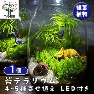 yz ۃeE 4`5񂹐A LEDt  y ϗtA ^1 z  IV  ӏ Ϗ ReiK[f CeA CeAO[ ItBX rO