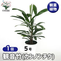 楽天市場】棕櫚竹 シュロチク（観葉植物｜花・観葉植物）：花 