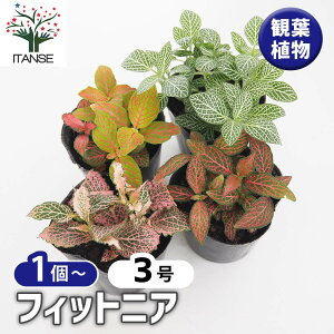 yz tBbgjAy IׂJ[[t / ϗtA 3 zO[ bh sN A~OT Ԗڑ Fittonia Ԗږ͗l MѐA GN]eBbNvc M J[[t 