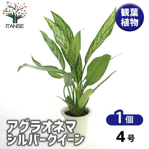 yz AOIl} Vo[NC[ y ϗtA 4^1 z Aglaonema ItBX rO    CeA 