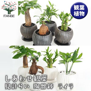 yz 킹ϗtv炢 픫uCv y ϗtA z  IV  ӏ Ϗ CeA CeAO[ ItBX rO    A o 