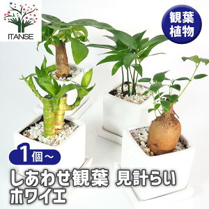 yz 킹ϗtv炢 zCG y ϗtA z  IV  ӏ Ϗ CeA CeAO[ ItBX rO    A o [ 