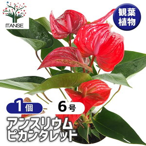 �y�}���\����P5�{�z �A���X���E�� �s�J���^���b�h �y �ϗt�A�� 6���^1���� �z ���r���O �I�t�B�X ������ �C���e���A ��^ ������� ���S�� ��Ă₷�� �K�[�f�j���O �v���[���g