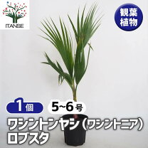 楽天市場】ワシントン ヤシの通販