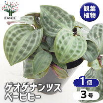 楽天市場】パンダナス（観葉植物｜花・観葉植物）：花・ガーデン・DIY 