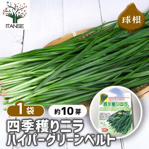 ySSԑSi10OFFz lGnj nCp[O[xg y ؂̕c 10^1 z j Allium qKoi  Y 틅 틅  イ ؋   VN _ 