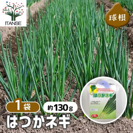 【送料無料】 はつかねぎ 【 野菜の苗 充填時130g ／1個売り 】 ネギ 青ネギ ねぎ 葱 ネギ球根 ねぎ球根 野菜 国産 種球 種球根 Allium 多年草 球根 きゅうこん 秋 冬 野菜球根 おいしい 料理 新鮮
