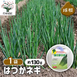yz ͂˂ y ؂̕c [U130g ^1 z lM lM ˂ K lM ˂  Y 틅 틅 Allium N  イ H ~ ؋   VN