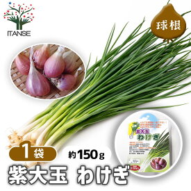 【送料無料】 紫大玉 わけぎ 【 野菜の苗 充填時150g ／1個売り 】 わけぎ球根 大玉 野菜 国産 種球 種球根 Allium 多年草 球根 きゅうこん 野菜球根 おいしい 料理 新鮮 農場 趣味 園芸 収穫 人気 家庭菜園 初心者 簡単 家庭菜園