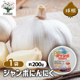 【送料無料】 ジャンボにんにく 《 野菜の苗 充填時200g／1個売り 》 種球 種球根 にんにく種 にんにく球根 ニンニク球根 球根 きゅうこん ブランドニンニク 送料無料 即納
