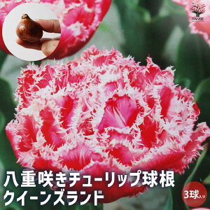 yz d炫`[bv NC[Yh ԋ 3Zbg ԋ ̉ A nA K[fjO  [
