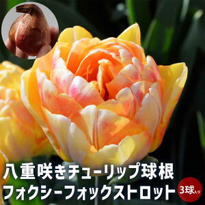 yz d炫`[bv tHNV[tHbNXgbg 3 ԋ 4Zbg ԋ ̉ A nA K[fjO  [