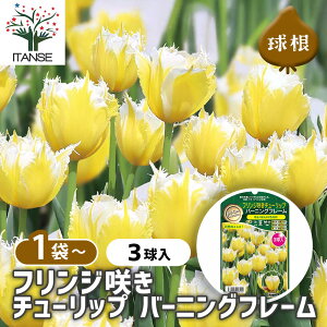 yz  tW炫`[bv o[jOt[ y ԋ 3 z ԋ ̉ A nA K[fjO