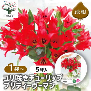 yz  炫`[bv veB[E[} y ԋ 5 z ԋ ̉ A nA K[fjO