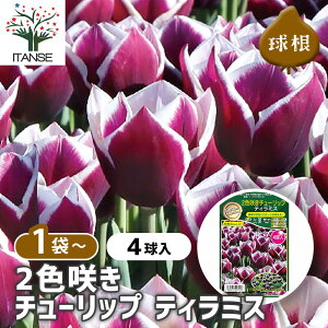 【送料無料】 球根 二色咲きチューリップ ティラミス 【 花球根 4球 】 花球根 球根の花 鉢植え 地植え ガーデニング