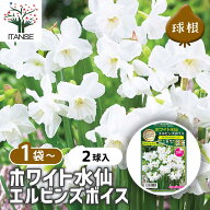 【マラソン★P5倍】 球根 ホワイト水仙 エルビンズボイス 【 花球根 2球 】 花球根 球根の花 鉢植え 地植…