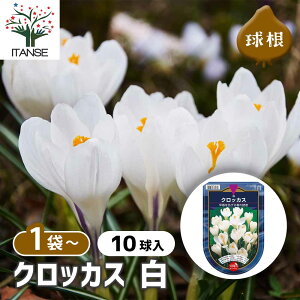 y}\ԁPAbvz  NbJX  y ԋ 10 z niTt A ͔| Ő  ԋ A イ LER K[fjO A ͔|  A nA 