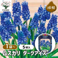 【マラソン★P5倍】 球根 ムスカリ ダークアイズ 【 花球根 5球 】 花球根 球根の花 鉢植え 地植え ガー…