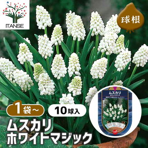 【送料無料】 球根 ムスカリ ホワイトマジック 【 花球根 10球 】 球根 花の球根 ムスカリ むすかり 寄せ植え ガーデニング 鑑賞 栽培 庭園菜園