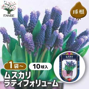 y10OFFSSԒz  XJ eBtH[ y ԋ 10 z ԋ ̉ A nA K[fjO