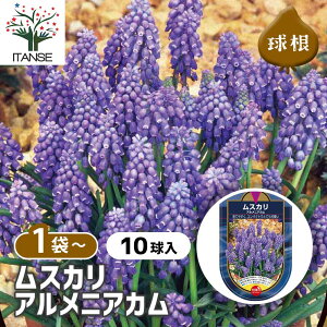 【送料無料】 球根 ムスカリ アルメニアカム 【 花球根 10球 】 球根 花の球根 ムスカリ むすかり 寄せ植え ガーデニング 鑑賞 栽培 庭園菜園