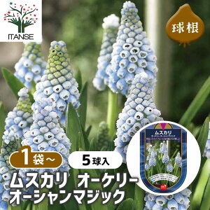 y10OFFSSԒz  XJ I[P[ I[V}WbN y ԋ 5 z ԋ ̉ A nA K[fjO