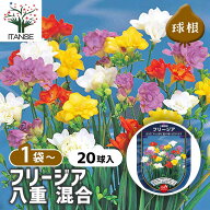 【送料無料】 球根 フリージア 八重 混合 【 花球根 20球 】 花 花球根 球根植物 きゅうこん キュウコン …