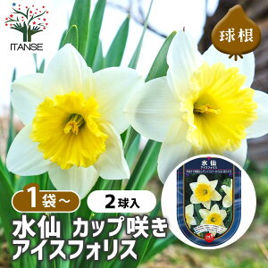 yz  Jbv炫 ACXtHX y ԋ 2 z ԋ ̉ A nA K[fjO