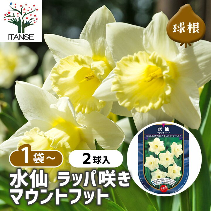 楽天市場】【送料無料】 球根 水仙ラッパ咲き マウントフット 【 花 