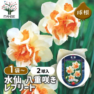 yz  唪d炫 v[g y ԋ 2 z ԋ ̉ A nA K[fjO