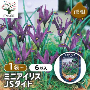 y10OFFSSԒz  ~jACX JS_Cg y ԋ 6 z ԋ ̉ A nA K[fjO