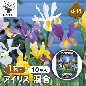 yz  ACX  y ԋ 10 z ԋ ̉ A nA K[fjO