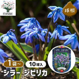 【送料無料】 球根 シラー シビリカ 【 花球根 10球 】 花球根 球根の花 鉢植え 地植え ガーデニング