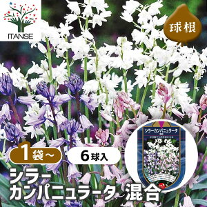 y10OFFSSԒz  V[ Jpj[^  y ԋ 6 z ԋ ̉ A nA K[fjO