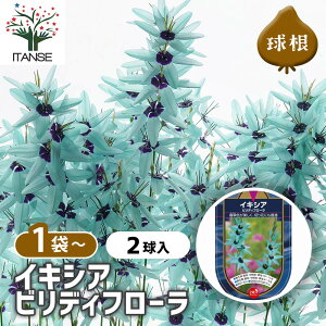 yz  CLVA rfBt[ y ԋ 2 z ԋ ̉ A nA K[fjO