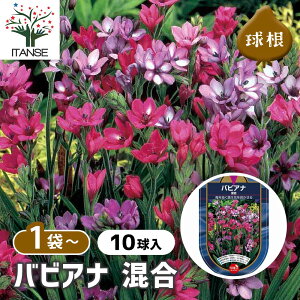 yz  orAi  y ԋ 10 z ԋ ̉ A nA K[fjO