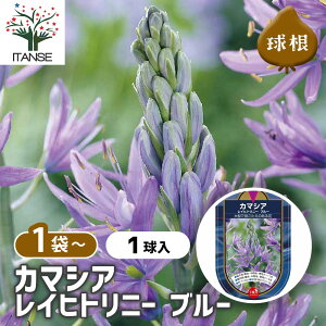 y10OFFSSԒz ԋ J}VA Cqgj[ u[ y ԋ 1 z ̉ A nA K[fjO