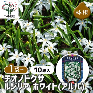 yz ԋ `ImhNT VA zCg y ԋ 10 z ̉ A nA K[fjO