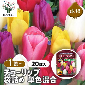 yz ԋ `[bv ܋l PF y ԋ 20 z ̉ A nA K[fjO