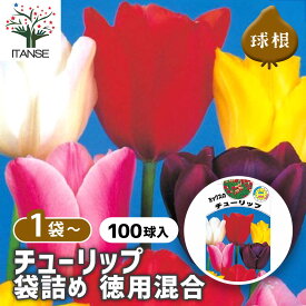【SS期間★P5倍】 花球根 チューリップ 袋詰め 徳用混合 【 花球根 100球 】 球根の花 鉢植え 地植え ガーデニング