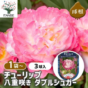 yz ԋ `[bv d炫 _uVK[ y ԋ 3 z ̉ A nA K[fjO