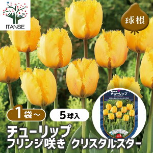 y10OFFSSԒz ԋ `[bv tW炫 NX^X^[ y ԋ 5 z ̉ A nA K[fjO