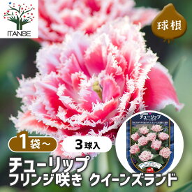 【SS期間★P5倍】 花球根 チューリップ フリンジ咲き クイーンズランド 【 花球根 3球 】 球根の花 鉢植え 地植え ガーデニング
