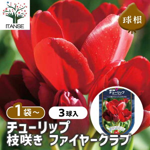 y10OFFSSԒz ԋ `[bv }炫 t@C[Nu y ԋ 3 z ̉ A nA K[fjO