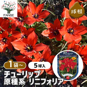 yz ԋ `[bv n jtHA y ԋ 5 z ̉ A nA K[fjO